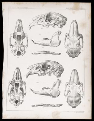 Mammals -- Plate LVI