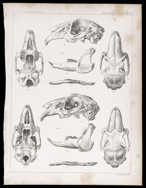 Mammals -- Plate LVI