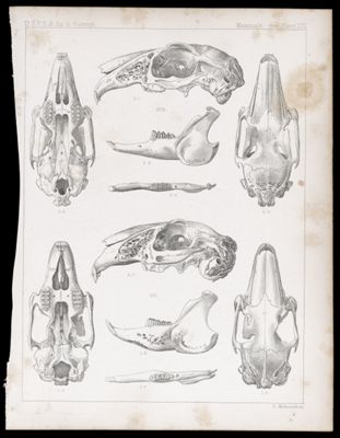 Mammals -- Plate LVII