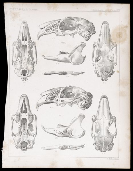 Mammals -- Plate LVII