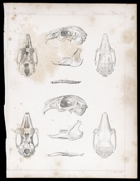 Mammals -- Plate LVIII