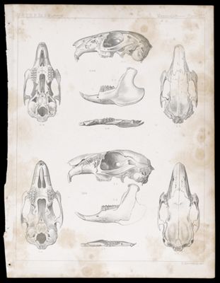 Mammals -- Plate LIX