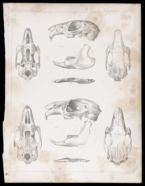 Mammals -- Plate LIX