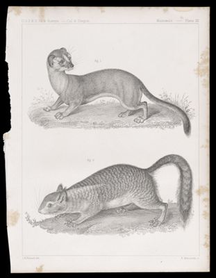 Mammals -- Plate III
