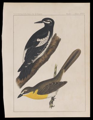 Birds -- Plate XXXIV