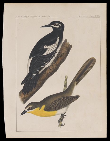 Birds -- Plate XXXIV