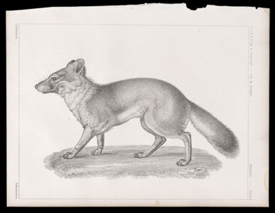 Mammals -- Plate I