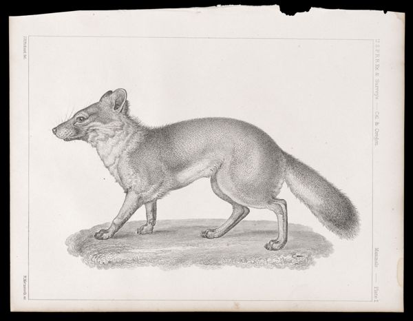 Mammals -- Plate I