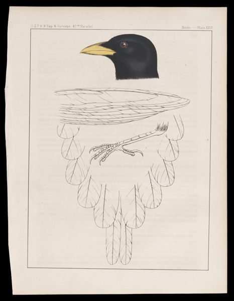 Birds -- Plate XXVI