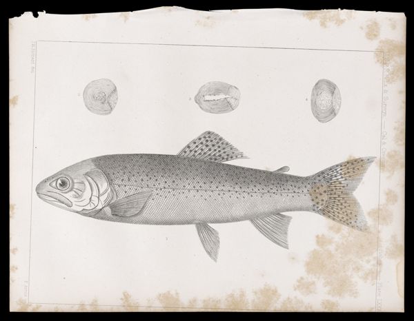 Fishes -- Plate LXXIV