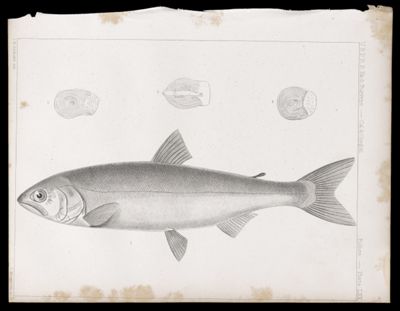 Fishes -- Plate LXX