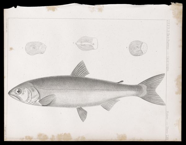 Fishes -- Plate LXX