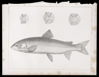 Fishes -- Plate LXVI