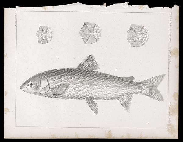 Fishes -- Plate LXVI