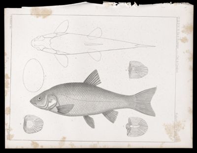Fishes -- Plate LXII