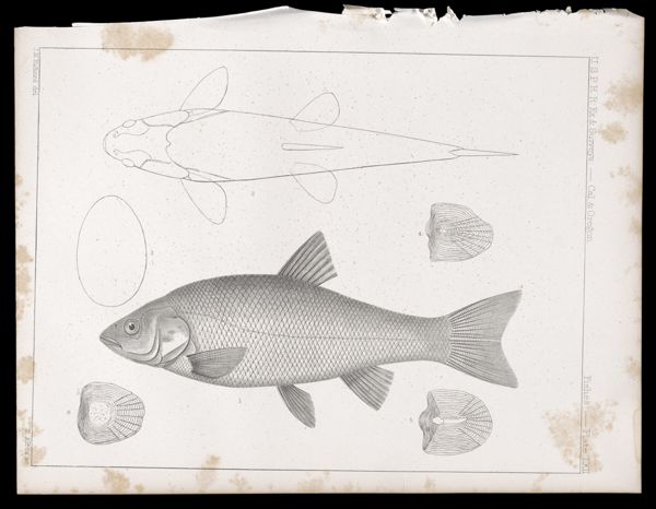 Fishes -- Plate LXII