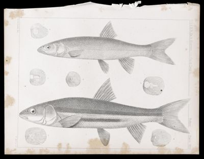 Fishes -- Plate XLVI