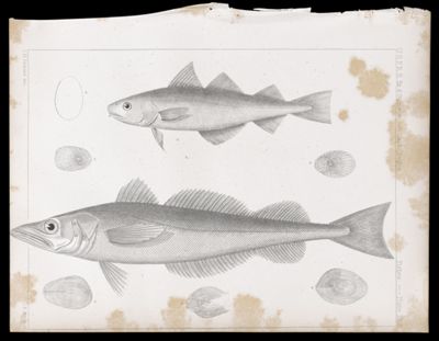 Fishes -- Plate XLa
