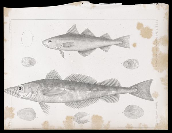 Fishes -- Plate XLa