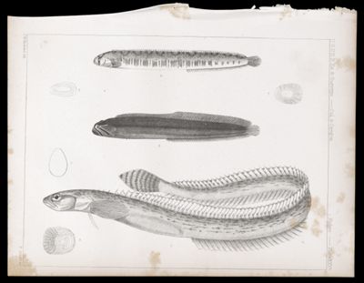 Fishes -- Plate XXVb