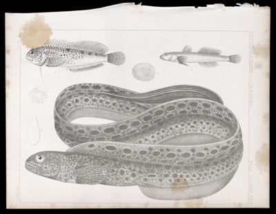 Fishes -- Plate XXVa