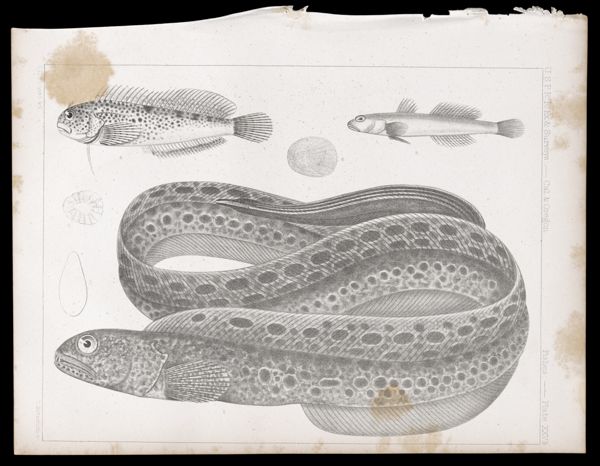 Fishes -- Plate XXVa