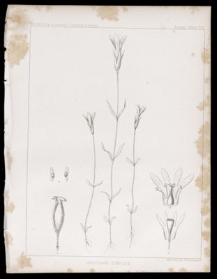 Botany -- Plate XVI