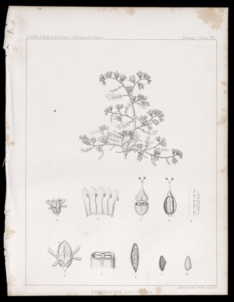 Botany -- Plate XV