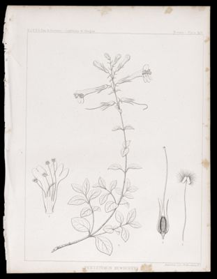 Botany -- Plate XIV