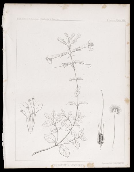Botany -- Plate XIV