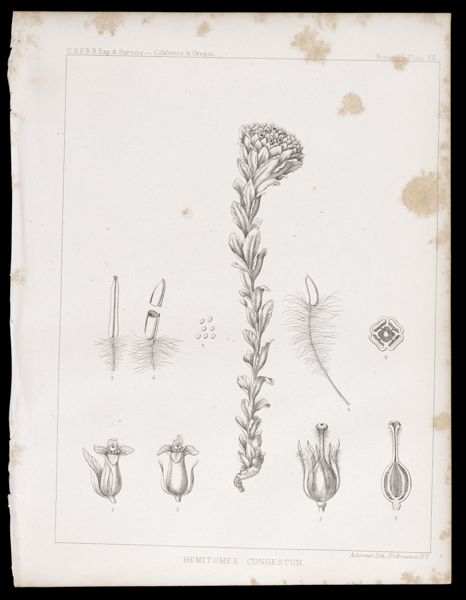 Botany -- Plate XII