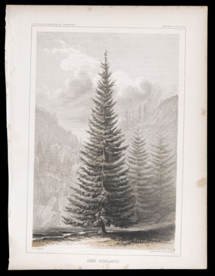 Botany -- Plate VIII