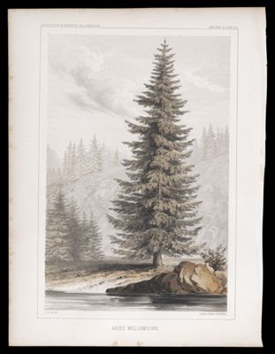 Botany -- Plate VII