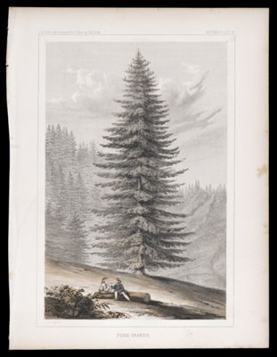 Botany -- Plate VI