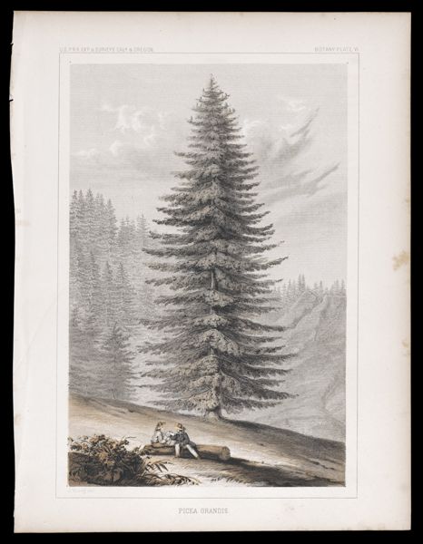 Botany -- Plate VI