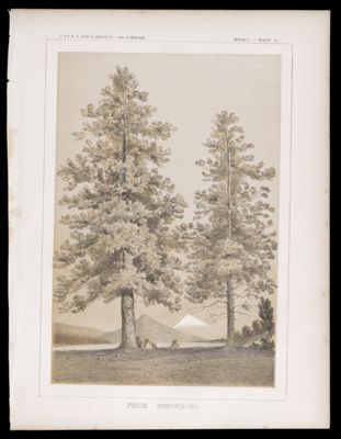 Botany -- Plate IV