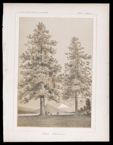 Botany -- Plate IV