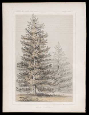 Botany -- Plate V