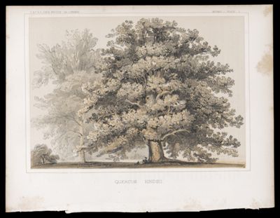 Botany -- Plate I