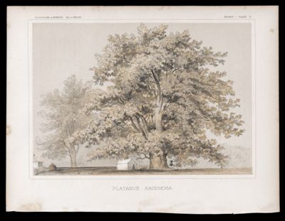 Botany -- Plate II
