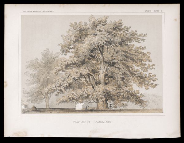 Botany -- Plate II