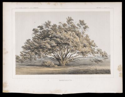 Botany -- Plate III
