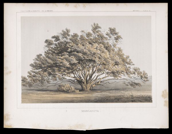 Botany -- Plate III