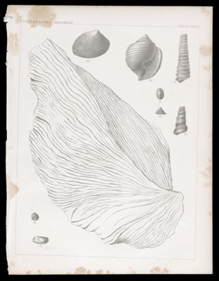 Geology -- Plate V