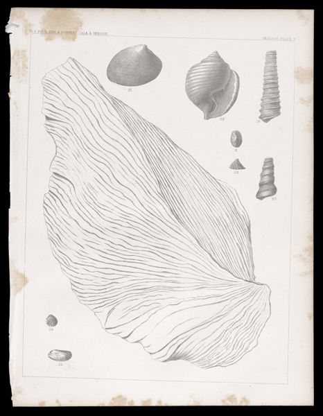 Geology -- Plate V