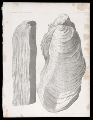 Geology -- Plate IV