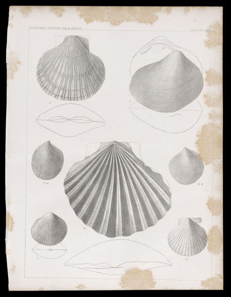 Geology -- Plate III