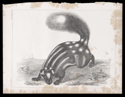 Reports of Explorations and Surveys, to ascertain the most practicable and economical route for a railroad from the Mississippi River to the Pacific Ocean. Made under the direction of the Secretary of War, in 1853-[6] . Vol. 9