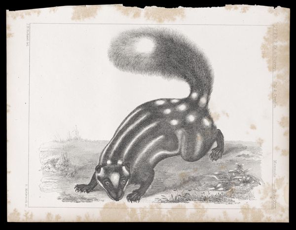 Reports of Explorations and Surveys, to ascertain the most practicable and economical route for a railroad from the Mississippi River to the Pacific Ocean. Made under the direction of the Secretary of War, in 1853-[6] . Vol. 9