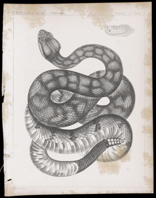 Reptiles -- Plate II
